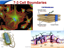 PPT 3 Cell Boundaries