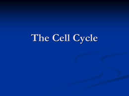 Cell Division & Developmen