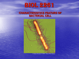 Chapter 9: Structure of Bacteria