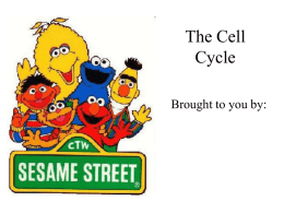 The Cell Cycle - HomeworkNOW.com