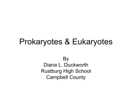 Prokaryotes & Eukaryotes