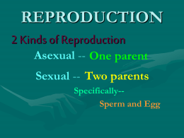 Reproduction Power Point