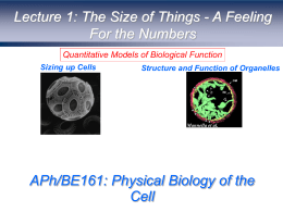 APh/BE161: Physical Biology of the Cell