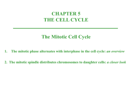 1. The mitotic phase alternates with interphase in the cell cycle