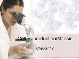 Cell Reproduction/Mitosis