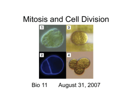 Mitosis and Cell Division