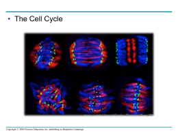 RACC BIO cell cycle/mitosis