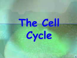 Cell Cycle & Cell Division