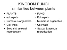 KINGDOM FUNGI similarities between plants