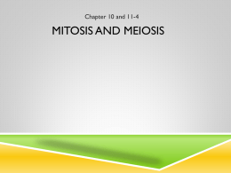 Mitosis – PROPHASE (step1)