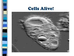 Cells Alive!