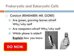 Prokaryotic and eukaryotic cells. Power Point
