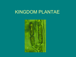 KINGDOM PLANTAE