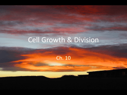 Cell Division 2015