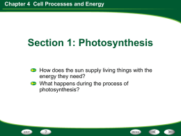 Chapter 4 Cell Processes and Energy