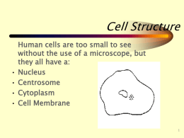 lesson 4 PC 2.3 Cell Structure & Keratinisation
