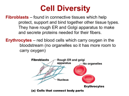 Type of Cell Diversity