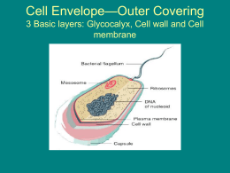 Glycocalyx, Cell wall and Cell membrane