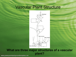 Vascular Plant Structure - Effingham County Schools