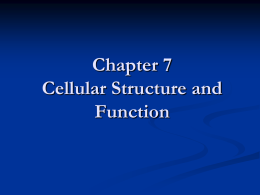 Chapter 7_The Cell