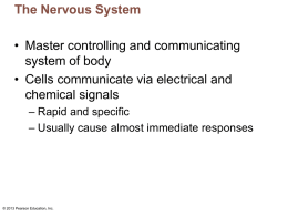 Nervous system power point notes #1