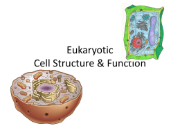 Eukaryotic Cell Structure & Function