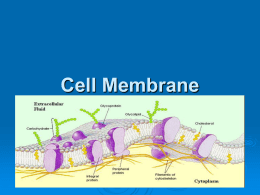 Cell Membrane - Solon City Schools
