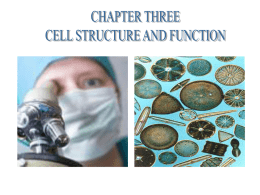 Chapter 3 Powerpoint Cells