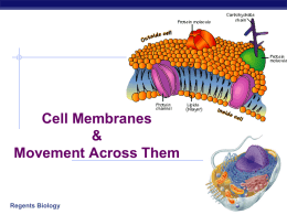 Cell Membrane - Worth County Schools