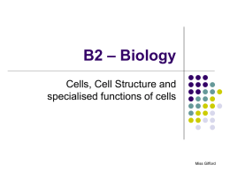 B2.1_Cells