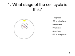What stage of the cell cycle is this?