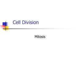 Cell Division Vocabulary