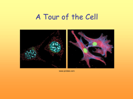 Organization of the Cell