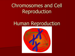 Chromosomes and Cell Reproduction Human Reproduction