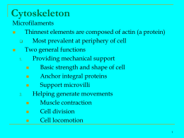 Cytoskeleton