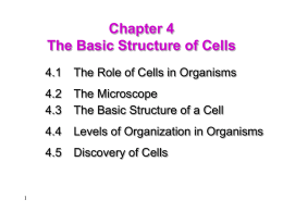The Basic Structure of Cells