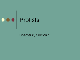 Protists