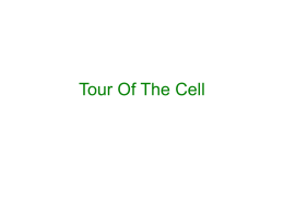 Tour Of The Cell - BronxPrepAPBiology