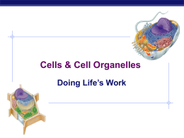 Tour of Cell Organelles - Fort Thomas Independent Schools