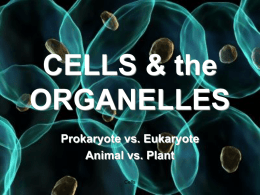 CELLS & the ORGANELLES