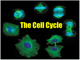 01 The Cell Cycle