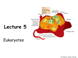 Eukaryotic Cell