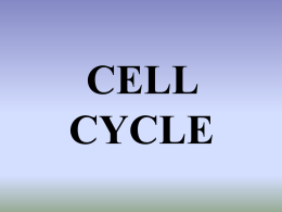 CELL CYCLE How many cells do we begin with?