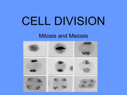 CELL DIVISION intro