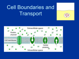 3. Cell membranes