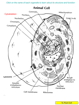 Animal Cell Back to Plant Cell Structure Function