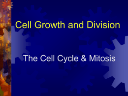Cell Gowth & Division ppt