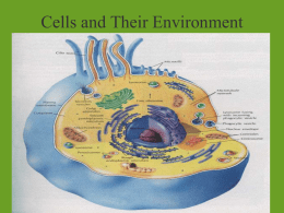 Cell Membrane & Transport