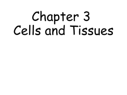 Survey of A&P/Chp 3 cells and tissues notes