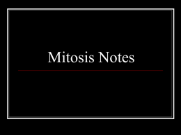 mitosis. - Cloudfront.net